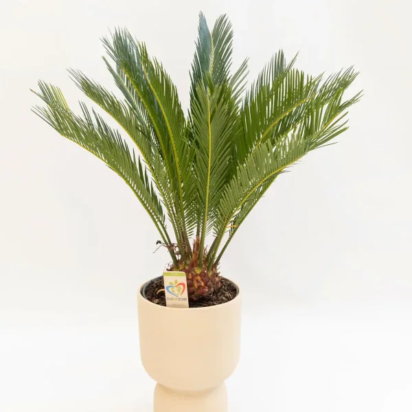 vrtni-centar-online-cycas-revoluta-2.jpg