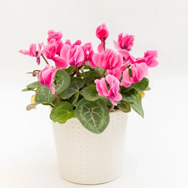 Ciklama Cyclamen persicum M s raskošnim cvjetovima i dekorativnim srcolikim listovima u ukrasnoj tegli.