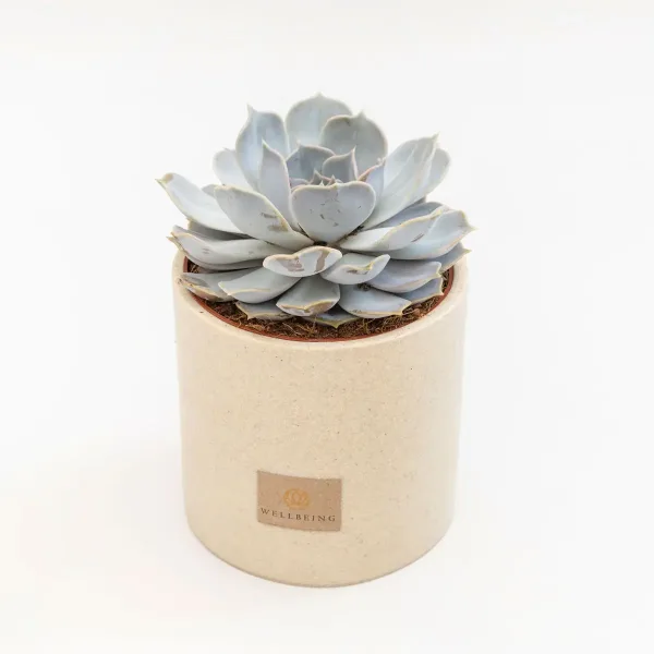 vrtni-centar-zadar-echeveria-2.jpg