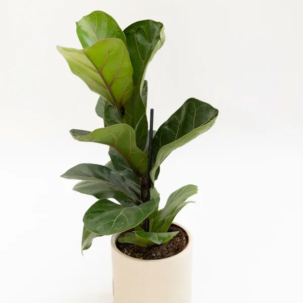 vrtni-centar-zadar-ficus-lyrata-2.jpg