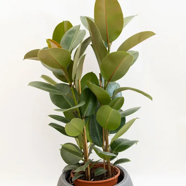 vrtni-centar-zadar-ficus-robusta-xl-2.jpg