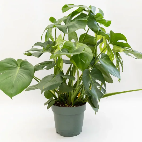 vrtni-centar-zadar-monstera-2.jpg