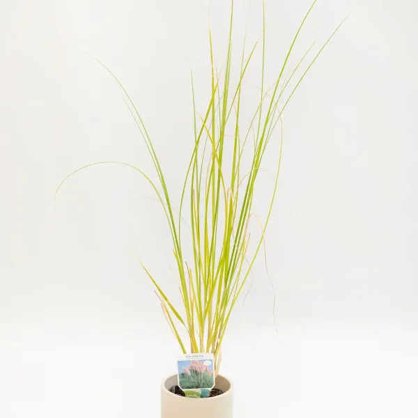 vrtni-centar-zadar-pampas-pink-2.jpg