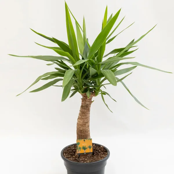 vrtni-centar-zadar-yucca-elephantipes-2.jpg