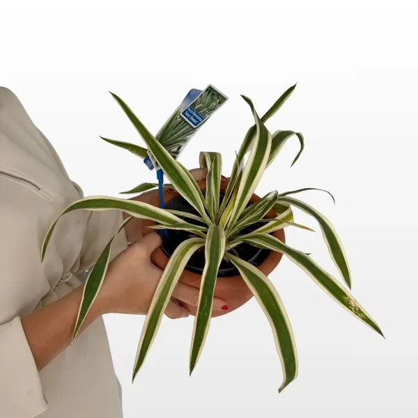 yucca-filamentosa-2.jpg