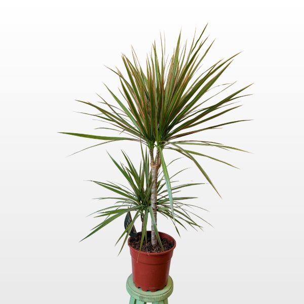 Zmajevac ‘Bicolor’ (Dracaena marginata) sobna je biljka s vitkim stabljikama i dugim zelenim listovima crvenkastih rubova u sadnoj tegli, za dnevni boravak ili ured.