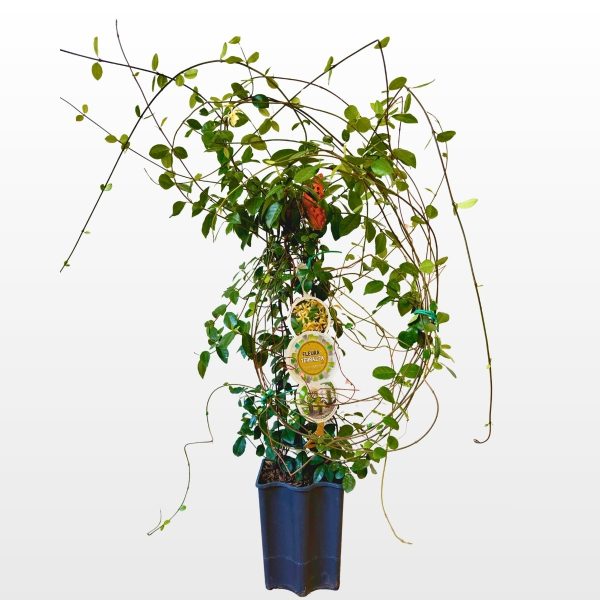 Zvjezdasti jasmin ‘Star of Toscana’ (Trachelospermum jasminoides) zimzelena je penjačica sjajnih zelenih listova i mirisnih žutih cvjetova za pergole, terase i vrtove.